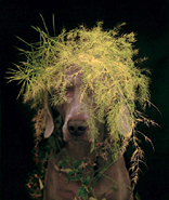 Rousseau