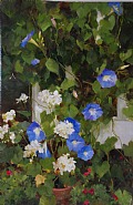 Glorious Morning Glories (Sold)