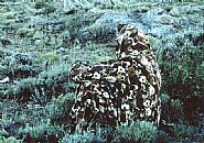 In the Sagebrush