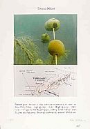 Threaded Calabash