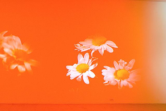  Diana Thater, Pink Daisies, Amber Room