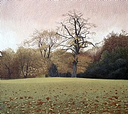 Fallen Leaves in Springfield Park