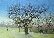 Early March on Hampstead Heath