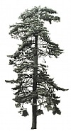 Fir Tree