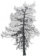 Larch Tree