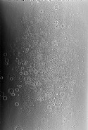 Adam Fuss - Untitled (Photographs) h: 200.3 x w: 137.6 cm / h: 78.9 x w: 54.2 in