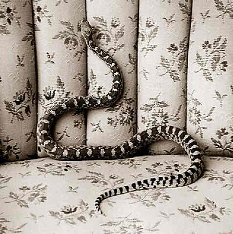 James Evans, Bull Snake on Sofa
