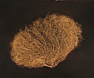Tumbleweed Avra Valley Road