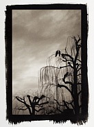 Three Crows, Kyoto