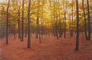Light in the Woods