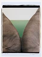 William Wegman - Green Valley (Photographs) h: 24 x w: 20 in / h: 61 x w: 50.8 cm