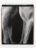 William Wegman - 2 in 1 (Photographs) h: 24 x w: 20 in / h: 61 x w: 50.8 cm