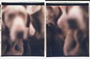 William Wegman - Dream State (Photographs) h: 24 x w: 20 in / h: 61 x w: 50.8 cm