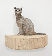 Wild Cat