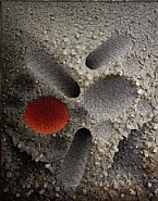Aggregation11-AU056Red