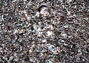 Leaves III