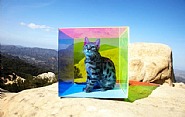 Untitled (Cat in Box)
