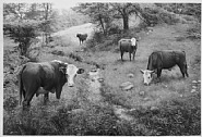 Scott Prior - Cows (Works on Paper (Drawings, Watercolors etc.)) h: 36 x w: 50 in / h: 91.4 x w: 127 cm