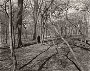 Harry Callahan - Eleanor, Chicago (Photographs) h: 8 x w: 9.9 in / h: 20.3 x w: 25.1 cm