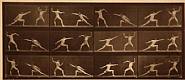 Eadweard Muybridge - Plate 349 from 'Animal Locomotion', <i>c. 1887</i> (Photographs) h: 16.8 x w: 7.2 in / h: 42.7 x w: 18.3 cm