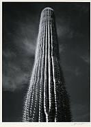 Ansel Adams - Saguaro Cactus, Sunrise, Arizona, 1946