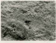Harry Callahan - Detroit (Photographs) h: 4.6 x w: 6.4 in / h: 11.7 x w: 16.3 cm