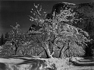 Ansel Adams - Half Dome, Apple Orchard, Winter, Yosemite National Park, California, 1933