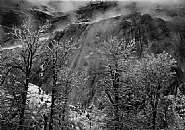 Ansel Adams - Trees and Cliff at Eagle Peak, Winter, Yosemite National Park, California, 1935