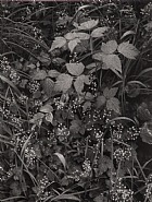 Ansel Adams - Trailside, near Juneau, Alaska, 1947