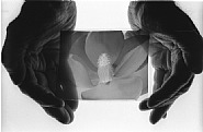 Imogen Cunningham, Magnolia Blossom, 1925