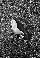 Daido Moriyama - Untitled, from the series 'Transit' (Photographs) h: 50 x w: 60 cm / h: 19.7 x w: 23.6 in