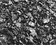Harry Callahan - Chicago (Photographs)
