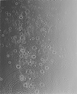 Adam Fuss - Untitled (Photographs)
