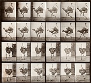 Eadweard Muybridge - Ostrich running (Photographs)