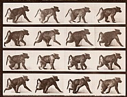 Eadweard Muybridge - Baboon walking on all fours (Photographs)