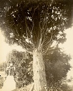 Eugène Atget - Cyprès (Photographs) h: 8.9 x w: 7 in / h: 22.6 x w: 17.8 cm