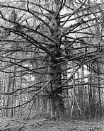Robert Adams - Sitka spruce, Cape Blanco State Park, Curry County, Oregon, 2002
