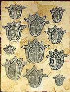 Donald Baechler - Flowers III (Prints and Multiples)