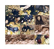 Fall