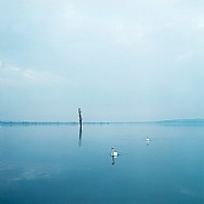 Untitled (Swans)