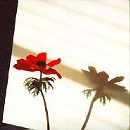 André Kertész - December 12, 1979 (Photographs) h: 4 x w: 4 in / h: 10.2 x w: 10.2 cm