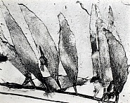 Edward Weston - Seaweed, Carmel Beach (Photographs) h: 7.5 x w: 9.4 in / h: 19 x w: 23.9 cm