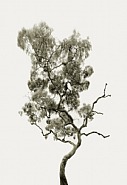 Tree Portrait 29