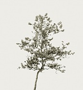 Tree Portrait 32