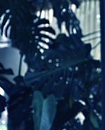 Philodendron