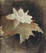 Abbott Handerson Thayer - Waterlily (Works on Paper (Drawings, Watercolors etc.)) h: 6 x w: 5.5 in / h: 15.2 x w: 14 cm