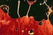 Andres Serrano - Bodily Fluids (Semen & Blood II) (Photographs) h: 114.6 x w: 165.1 cm / h: 45.1 x w: 65 in