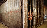 Andres Serrano - Heredia #51 (Photographs)