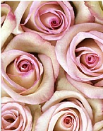 Rosa 'Vogue'