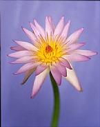 Nymphaea ‘Noah G